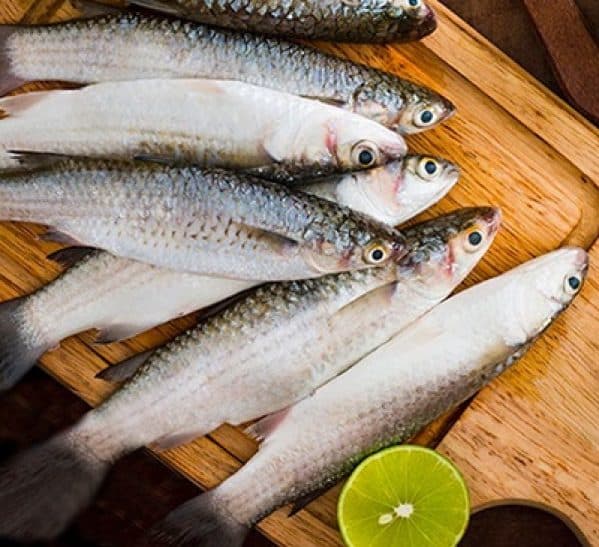 Bhangor/ Grey mullets