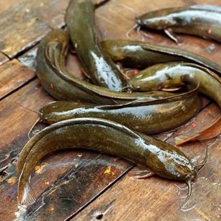 Desi singi / Asian Catfish